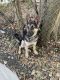 German Shepherd Puppies for sale in Wilson, NC, USA. price: $500