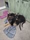 German Shepherd Puppies for sale in Bonneau, SC 29431, USA. price: NA