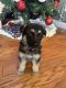 German Shepherd Puppies for sale in Statesville, NC, USA. price: NA