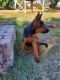 German Shepherd Puppies for sale in El Centro, CA, USA. price: NA