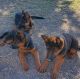 German Shepherd Puppies for sale in El Centro, CA, USA. price: $1,000