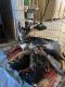German Shepherd Puppies for sale in Lancaster, CA, USA. price: $400