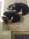 German Shepherd Puppies for sale in Ponca City, OK, USA. price: $400