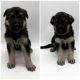 German Shepherd Puppies for sale in Kingman, AZ 86401, USA. price: NA