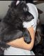 German Shepherd Puppies for sale in McFarland, CA 93250, USA. price: NA