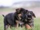 German Shepherd Puppies for sale in Trenton, GA 30752, USA. price: NA