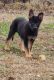 German Shepherd Puppies for sale in Athens, TN 37303, USA. price: $550