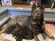 German Shepherd Puppies for sale in Ohio City, Cleveland, OH, USA. price: NA