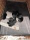 German Shepherd Puppies for sale in Wichita, KS, USA. price: $225