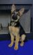 German Shepherd Puppies for sale in Jacksonville, NC, USA. price: NA