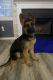 German Shepherd Puppies for sale in Jacksonville, NC, USA. price: NA