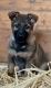 German Shepherd Puppies for sale in Lindsay, CA 93247, USA. price: NA