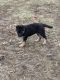 German Shepherd Puppies for sale in Trenton, MO 64683, USA. price: NA