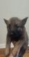 German Shepherd Puppies for sale in Cross City, FL 32628, USA. price: $400