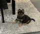 German Shepherd Puppies for sale in Bucyrus, OH 44820, USA. price: $600