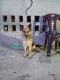 German Shepherd Puppies for sale in Jafarnagar-Begamabad, Uttar Pradesh 250221, India. price: 8,000 INR