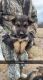 German Shepherd Puppies for sale in West Union, OH 45693, USA. price: $300