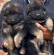 German Shepherd Puppies for sale in Pataudi, Haryana 122503, India. price: 11,000 INR
