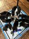 German Shepherd Puppies for sale in Chicago, IL, USA. price: $1,000