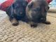 German Shepherd Puppies for sale in Lyndon, VT, USA. price: NA