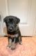 German Shepherd Puppies for sale in Villa Rica, GA 30180, USA. price: $300