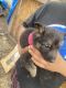 German Shepherd Puppies for sale in 5001 S Buckner Blvd, Dallas, TX 75227, USA. price: NA