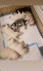German Shepherd Puppies for sale in Chicago, IL 60622, USA. price: $400