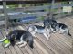 German Shepherd Puppies for sale in 402 8th Ave N, Tierra Verde, FL 33715, USA. price: NA