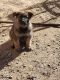 German Shepherd Puppies for sale in Albuquerque, NM, USA. price: $100