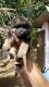 German Shepherd Puppies for sale in Ooty, Tamil Nadu, India. price: 37000 INR