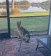 German Shepherd Puppies for sale in Venice, FL, USA. price: NA