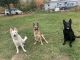 German Shepherd Puppies for sale in Mansfield, OH, USA. price: $800