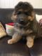 German Shepherd Puppies for sale in Dascomb Rd, Andover, MA 01810, USA. price: NA