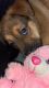 German Shepherd Puppies for sale in Chicago, IL, USA. price: $250