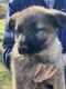 German Shepherd Puppies for sale in Millers Creek, NC 28651, USA. price: NA