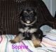 German Shepherd Puppies for sale in Coshocton, OH 43812, USA. price: NA