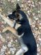 German Shepherd Puppies for sale in Murfreesboro, TN, USA. price: NA