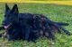 German Shepherd Puppies for sale in Richwood, TX 77515, USA. price: $1,500