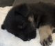 German Shepherd Puppies for sale in Martinsville, IN 46151, USA. price: $400