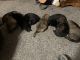German Shepherd Puppies for sale in Beggs, OK, USA. price: NA