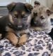 German Shepherd Puppies for sale in Ashville, AL, USA. price: $300