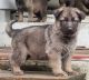 German Shepherd Puppies for sale in Ashville, AL, USA. price: $300