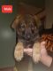 German Shepherd Puppies for sale in Lost Creek, WV 26385, USA. price: $700