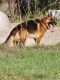 German Shepherd Puppies for sale in Metter, GA 30439, USA. price: $375