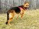 German Shepherd Puppies for sale in Kankakee, IL, USA. price: $1,000