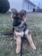 German Shepherd Puppies for sale in Indianapolis, IN, USA. price: $500