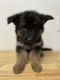 German Shepherd Puppies for sale in Florence, AL, USA. price: $1,000