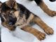 German Shepherd Puppies for sale in Baca County, CO, USA. price: $1,200