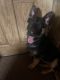 German Shepherd Puppies for sale in Moorcroft, WY 82721, USA. price: $300