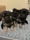 German Shepherd Puppies for sale in Three Forks, MT 59752, USA. price: NA